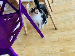 -Cappucimeow猫咪咖啡馆(韦伯时代店)