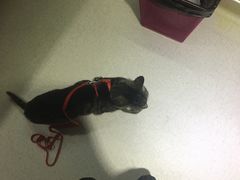 -哆趣宠物医院·眼科·内镜·急重症转诊中心(上海店)