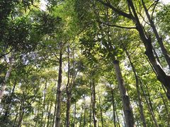 景点-云溪植物园