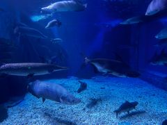 -多彩贵州城极地海洋世界