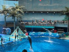 -海合安成都极地海洋公园