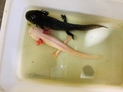 -万商花鸟市场