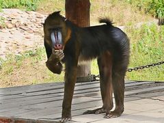 -石家庄市动物园