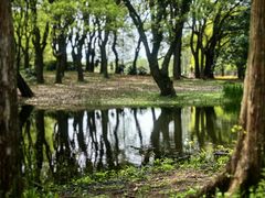 -上海共青森林公园