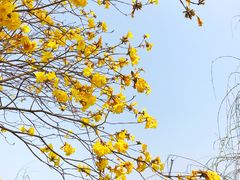 -天适樱花悠乐园