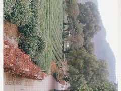 -中国茶叶博物馆(双峰馆区)