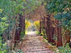 -合肥滨湖国家森林公园