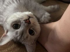 -安安宠医·安宠宠物医院