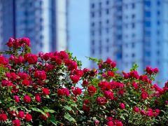 -太阳宫公园