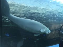 -悉尼海洋生物水族馆