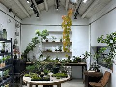 -植觉