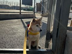 -中国农业大学动物医院
