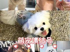 -萌宠之家·腊肠犬·马尔泰·小体犬舍