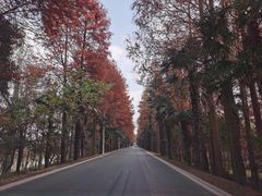 -上海海湾国家森林公园