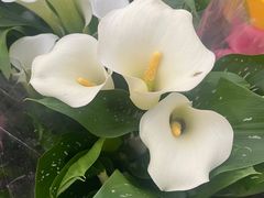 -龙大花卉苗木市场