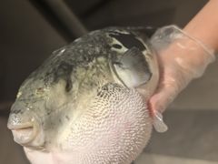 -鲐赏河豚(长寿店)
