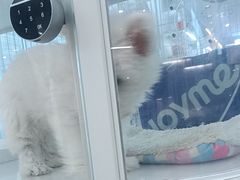 -翊宠yipet猫狗购宠庄园犬舍•猫舍