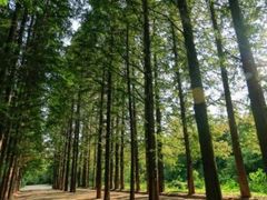 -渡海小渔村.老辈日照菜