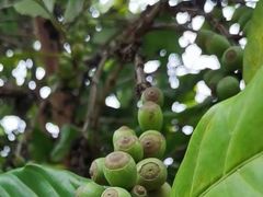 -侯臣咖啡文化村