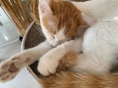-平行世界·猫咖(首经贸店)