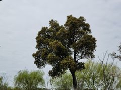 -上海长兴岛郊野公园