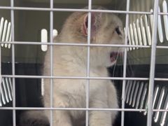 -纳吉亚猫专科动物诊疗中心(蒋宅口分院)