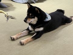 -逗柴咖啡屋·狗咖猫咖宠物桌游