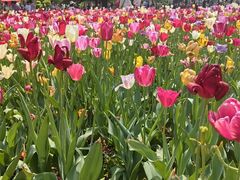-洛阳郁金香牡丹园