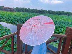 -荷塘月色湿地公园·向阳花洲