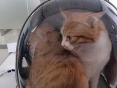 -宠颐生·恒爱宠物医院(静海店)