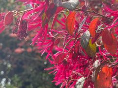 -吴淞炮台湾湿地森林公园烧烤区