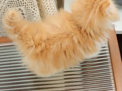 -钦宠·猫咪售卖·洗护·寄养(东圃旗舰店)