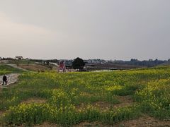 -空港花田景区