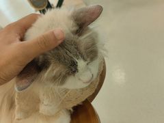 -共舞时光猫咖·狗咖(新街口店)