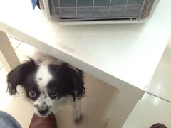 iphone_upload_pic-纳吉亚猫专科动物诊疗中心(蒋宅口分院)