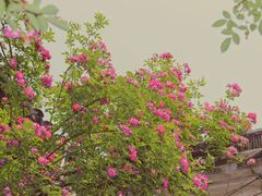 -艺圃