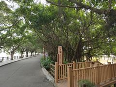 -大湾区中央湿地公园