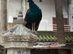 -罔极寺