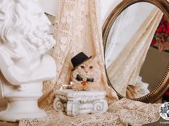 -超宠爱宠物摄影-Super pet