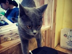 -猫色咖啡·猫咖