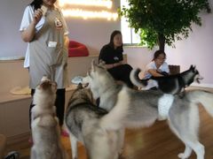 -Husky Go! 哈士奇体验馆·宠物咖啡厅狗咖