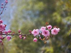 -竹子庵公园