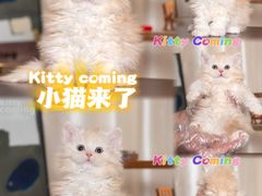 -小猫来了·猫舍(红山六九七九店)