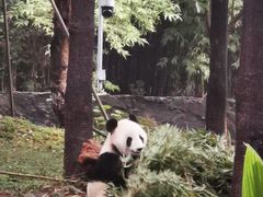 -都江堰中华大熊猫苑