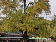 -千年银杏谷文化旅游区