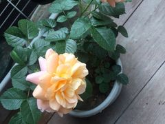 -Primo·丽莫意大利窑烤披萨