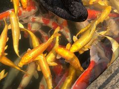-湖鲜楼