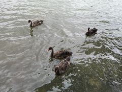 -五缘湾湿地公园