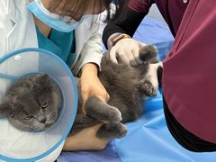 -纳吉亚猫专科动物诊疗中心(蒋宅口分院)