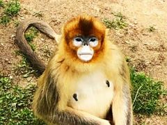 -西霞口神雕山野生动物世界